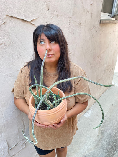 Q&A with Maria Bustos: Why her 12-foot-tall Ficus elastica is comin on tour